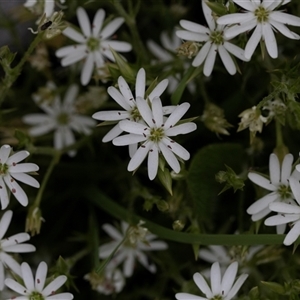 Stellaria pungens at Yaouk, NSW - 5 Dec 2021