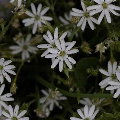 Stellaria sp. at Yaouk, NSW - 5 Dec 2021 by AlisonMilton