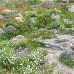 Stellaria pungens at Yaouk, NSW - 5 Dec 2021