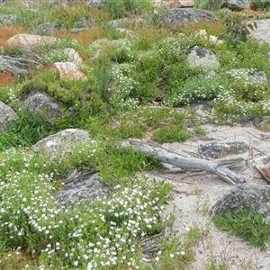 Stellaria pungens at Yaouk, NSW - 5 Dec 2021