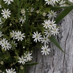 Stellaria pungens at Yaouk, NSW - 5 Dec 2021