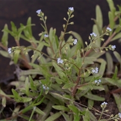 Myosotis laxa subsp. caespitosa (Water Forget-me-not) at Yaouk, NSW - 5 Dec 2021 by AlisonMilton