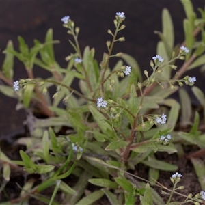 Myosotis laxa subsp. caespitosa (Water Forget-me-not) at Yaouk, NSW by AlisonMilton