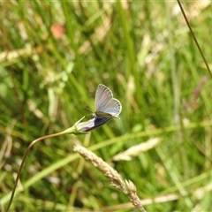 Zizina otis (Common Grass-Blue) at Tinderry, NSW - 19 Jan 2025 by danswell