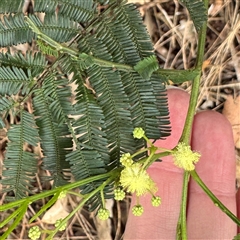 Acacia sp. at Lane Cove, NSW - 17 Jan 2025 by Hejor1