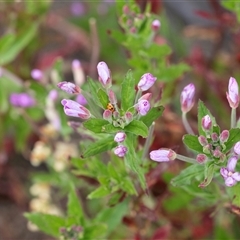 Unidentified Other Wildflower or Herb at Yaouk, NSW - 5 Dec 2021 by AlisonMilton