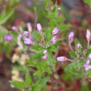 Epilobium billardiereanum subsp. hydrophilum at Yaouk, NSW - 5 Dec 2021 by AlisonMilton