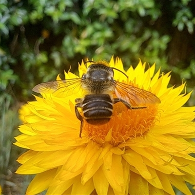 Megachile (Eutricharaea) maculariformis (Gold-tipped leafcutter bee) at Chapman, ACT - 1 Mar 2024 by CraigW