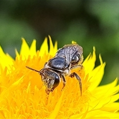 Lasioglossum (Chilalictus) sp. (genus & subgenus) (Halictid bee) at Chapman, ACT - 1 Mar 2024 by CraigW