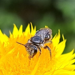 Lasioglossum (Chilalictus) sp. (genus & subgenus) (Halictid bee) at Chapman, ACT by CraigW