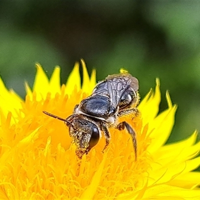 Lasioglossum (Chilalictus) sp. (genus & subgenus) (Halictid bee) at Chapman, ACT - 1 Mar 2024 by CraigW