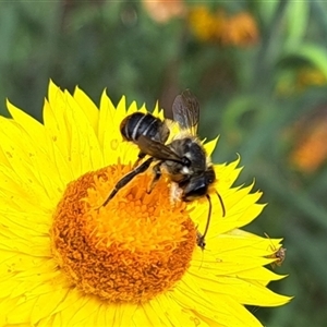 Lasioglossum (Chilalictus) sp. (genus & subgenus) at Chapman, ACT - 1 Mar 2024