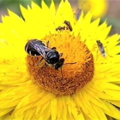 Lasioglossum (Chilalictus) sp. (genus & subgenus) at Chapman, ACT - 1 Mar 2024