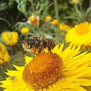 Megachile (Eutricharaea) maculariformis at Chapman, ACT - 1 Mar 2024 04:00 PM