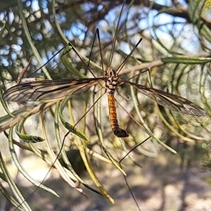 Ptilogyna sp. (genus) (A crane fly) at Lyons, ACT by CraigW