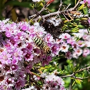 Bembix sp. (genus) (Unidentified Bembix sand wasp) at Acton, ACT by CraigW