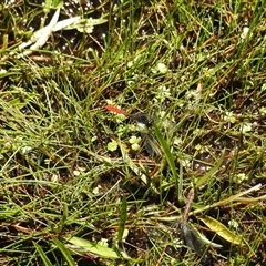 Nannophya dalei (Eastern Pygmyfly) at Tinderry, NSW - 19 Jan 2025 by danswell