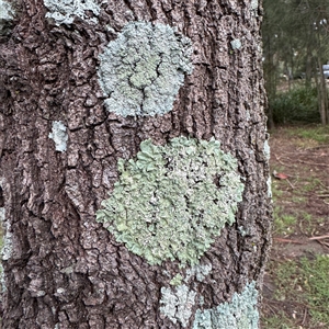 Flavoparmelia sp. at Lane Cove, NSW by Hejor1