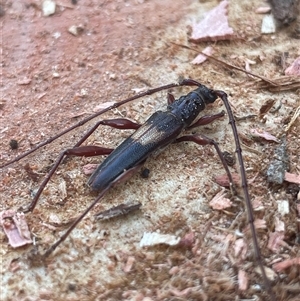 Epithora dorsalis at Evatt, ACT - 19 Jan 2025