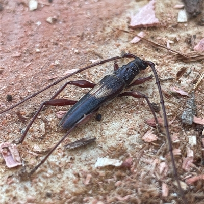 Epithora dorsalis (Longicorn Beetle) at Evatt, ACT - 19 Jan 2025 by LeahColebrook