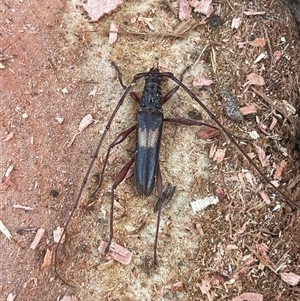 Epithora dorsalis at Evatt, ACT - 19 Jan 2025