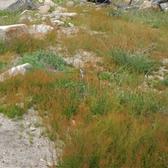 Unidentified Rush, Sedge or Mat Rush at Yaouk, NSW - 5 Dec 2021 by AlisonMilton