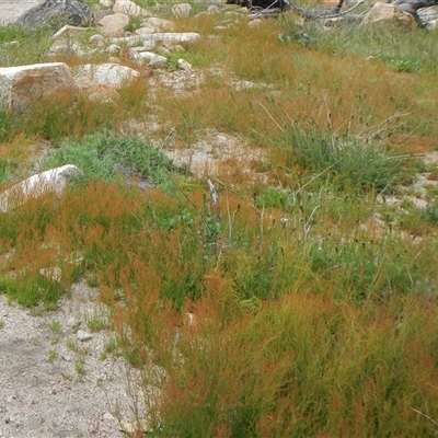 Unidentified Rush, Sedge or Mat Rush at Yaouk, NSW - 5 Dec 2021 by AlisonMilton