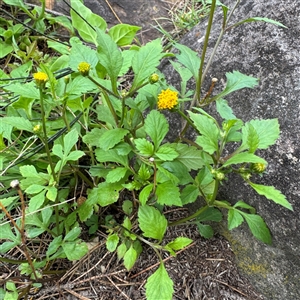 Bidens sp. at Lane Cove, NSW by Hejor1