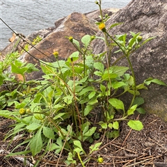 Bidens pilosa at Lane Cove, NSW - 17 Jan 2025 02:01 PM