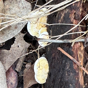 Truncospora ochroleuca at Lane Cove, NSW by Hejor1