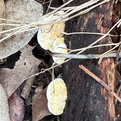 Truncospora ochroleuca at Lane Cove, NSW - 17 Jan 2025 by Hejor1