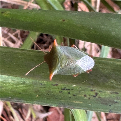 Vitellus sp. (genus) (Spined shield bug) at Lane Cove, NSW - 17 Jan 2025 by Hejor1