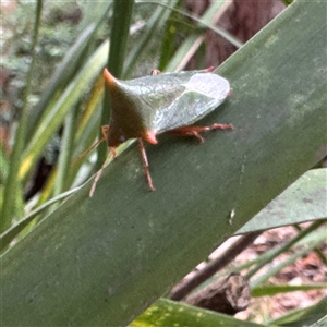Vitellus sp. (genus) at Lane Cove, NSW - 17 Jan 2025 01:48 PM