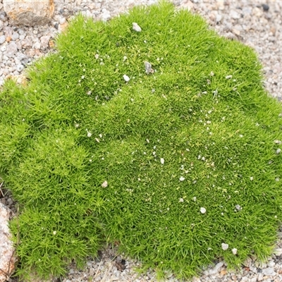 Scleranthus sp. (A Knawel) at Yaouk, NSW - 5 Dec 2021 by AlisonMilton