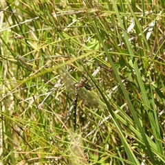 Synthemis eustalacta (Swamp Tigertail) at Tinderry, NSW - 19 Jan 2025 by danswell