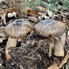 Pluteus sp. at Lane Cove, NSW - 17 Jan 2025 by Hejor1