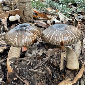 Pluteus sp. at Lane Cove, NSW by Hejor1