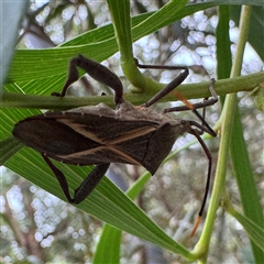 Mictis profana at Lane Cove, NSW - 17 Jan 2025 by Hejor1