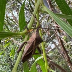 Mictis profana at Lane Cove, NSW - 17 Jan 2025 01:25 PM