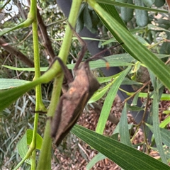 Mictis profana at Lane Cove, NSW - 17 Jan 2025 01:25 PM