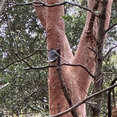 Strepera graculina (Pied Currawong) at Lane Cove, NSW - 17 Jan 2025 by Hejor1