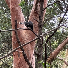 Strepera graculina at Lane Cove, NSW - 17 Jan 2025 01:52 PM