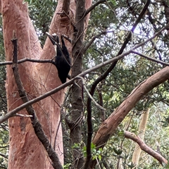 Strepera graculina at Lane Cove, NSW - 17 Jan 2025 01:52 PM
