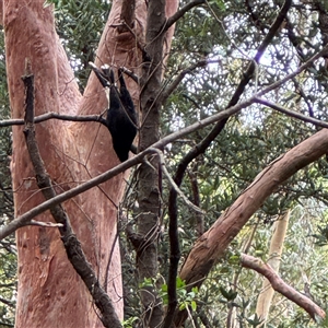 Strepera graculina at Lane Cove, NSW - 17 Jan 2025 01:52 PM