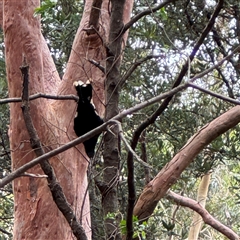 Strepera graculina at Lane Cove, NSW - 17 Jan 2025 01:52 PM