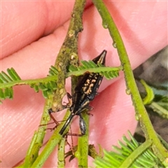 Rhinotia sp. (genus) (Unidentified Rhinotia weevil) at Lane Cove, NSW - 17 Jan 2025 by Hejor1