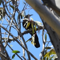 Corcorax melanorhamphos (White-winged Chough) at Tinderry, NSW - 19 Jan 2025 by danswell