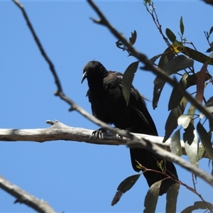 Corcorax melanorhamphos at Tinderry, NSW - 19 Jan 2025 02:33 PM