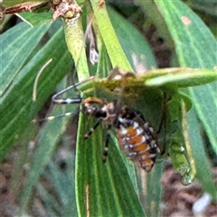 Pristhesancus plagipennis (Bee Killer Assassin Bug) at Lane Cove, NSW - 17 Jan 2025 by Hejor1