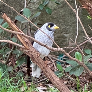 Manorina melanocephala at Linley Point, NSW - 17 Jan 2025 02:15 PM